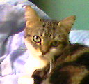 Lilou